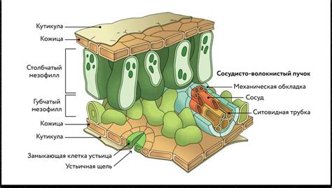 Паренхима дифференцированная: роль и структура