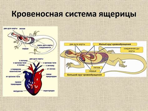 Патологии кровеносной системы