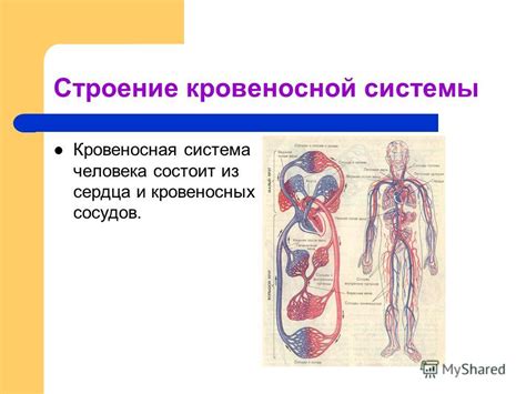 Патологии кровеносной системы: заболевания сердца и периферических сосудов