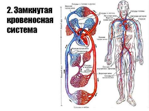 Патологии кровеносной системы как потенциальная причина