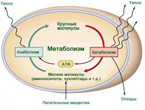 Патологический метаболизм ФДГ: его значение и причины