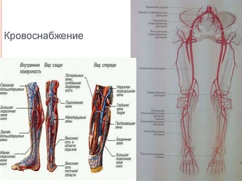 Патологическое состояние нижних конечностей в районе наджиларных образований