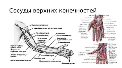 Патология венозного кровотока