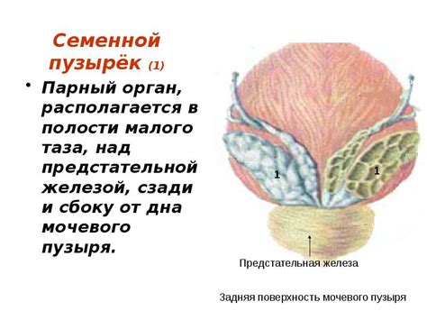 Патология семенной плазмы у мужчин