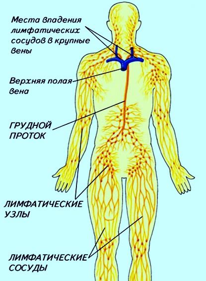 Паховый лимфоузел: симптомы, расположение и функции