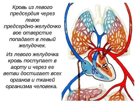 Педиатрическая венозная кровь: важные аспекты исследования