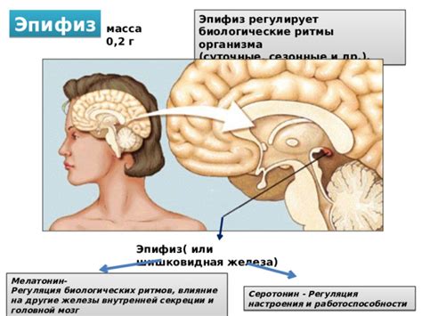 Первый раздел: Влияние внутренней таламической синхронизации на мозг