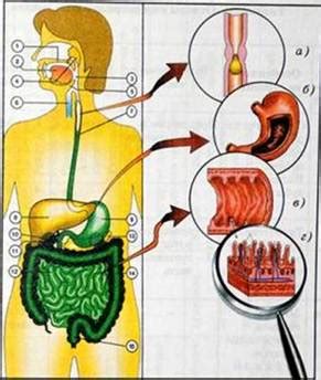 Переваривание и всасывание пищи