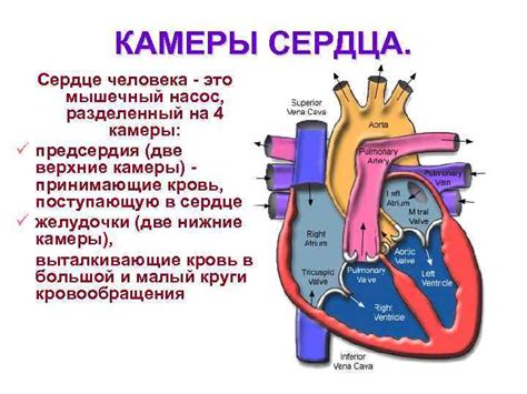 Перевязывание сердца как способ защиты и самозащиты