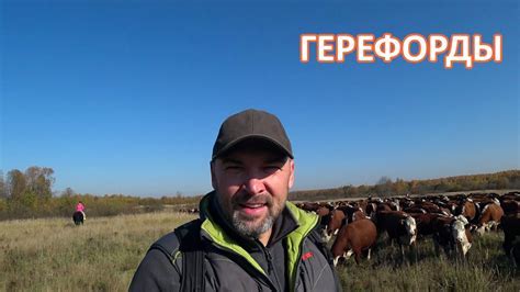 Перегон скота: что происходит?