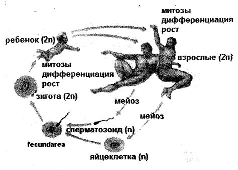 Передача генетической информации от родителей к потомкам