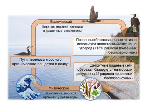 Перенос питательных веществ