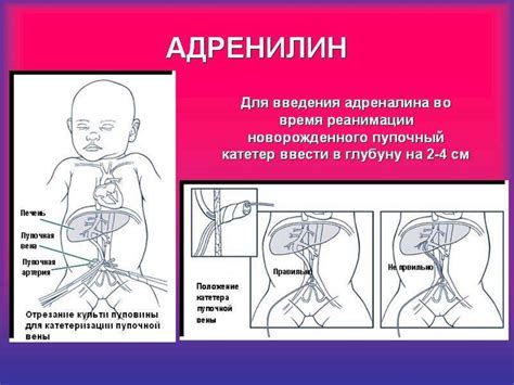 Перерождение пупочной вены: процесс после рождения