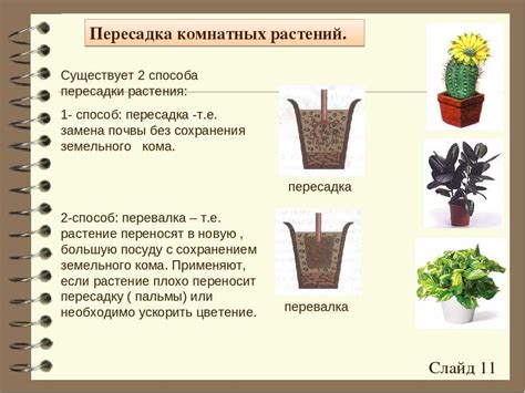 Пересадка растений: зачем и как делать