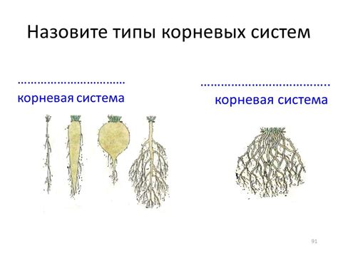 Пересаживание и травмирование корней