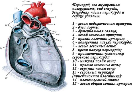 Перикард: анатомия и функции