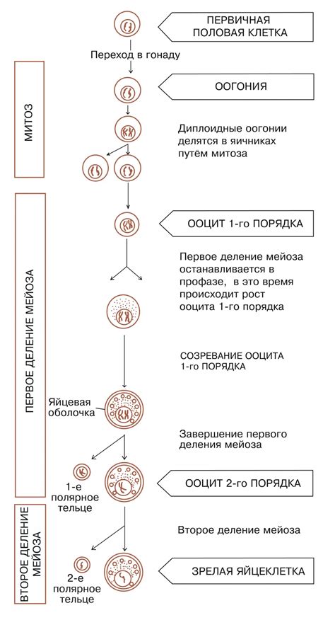 Периоды интернирования