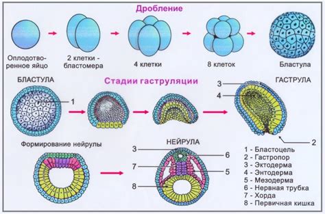 Период гестации у животных и у людей