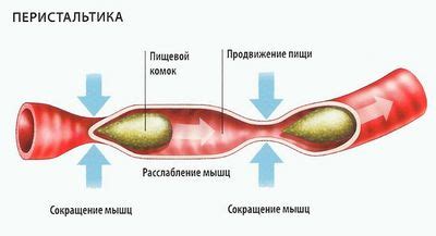 Перистальтика и сегментация в кишечной полости