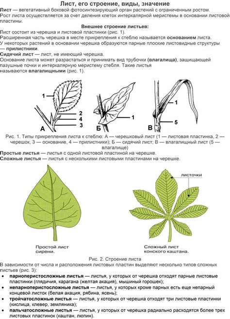 Перистый лист: определение и структура