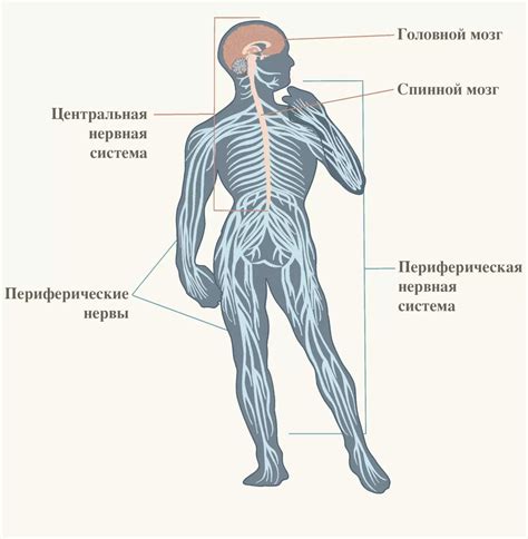 Периферическая синева