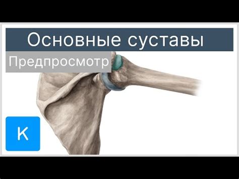 Периферические суставы у женщин: особенности и проблемы