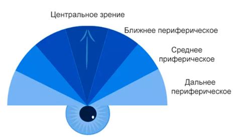 Периферическое зрение: основные аспекты и механизмы работы