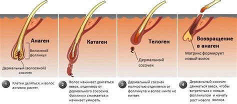 Персистенция фолликула: значимость в процессе роста волос