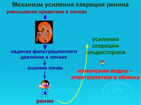 Перспективы исследований усиления интранодулярного кровотока в почках