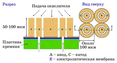 Перспективы применения голоядерных стромальных элементов