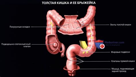 Петли сигмовидной кишки