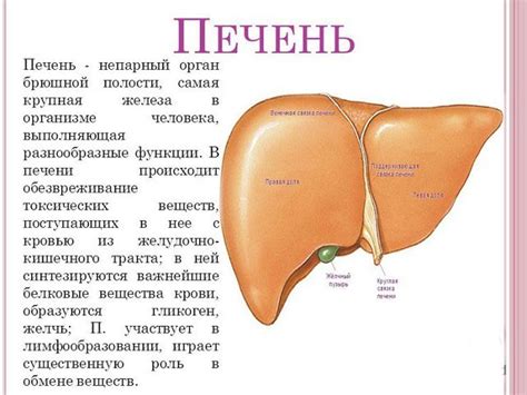 Печеночные заболевания: что нужно знать