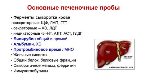 Печень: визуализация и ее важность