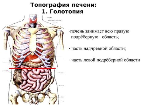 Печень: структурное уплотнение и его значения