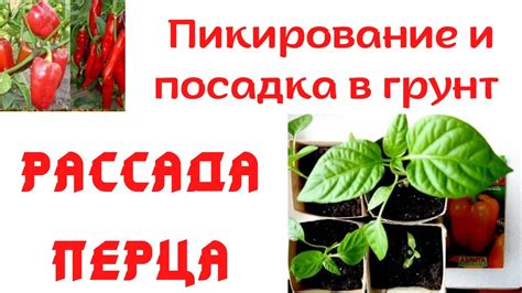 Пикирование всходов: основные принципы