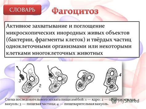 Пиноподия: питание клеток через активное поглощение жидкости