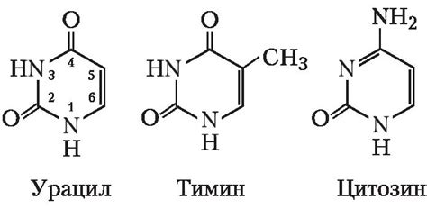 Пиримидиновые основания: краткая суть и значимость