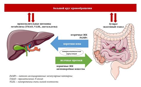 Питание и его роль в развитии микробиоты