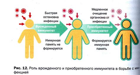 Питание и его роль в функционировании иммунной системы