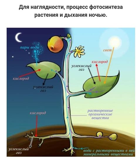 Питание и размножение