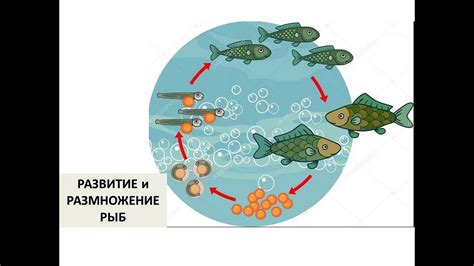 Питание и размножение хордовых рыб