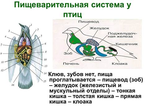 Питание и репродуктивная система хладнокровных животных