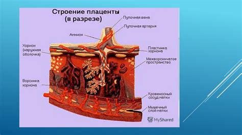 Питание ребенка через плаценту