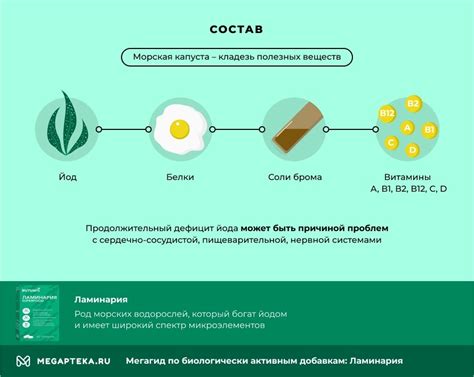 Питательный состав и биологические свойства ламинарии