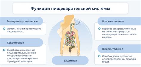 Пищеварение и усвоение пищи