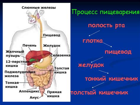 Пищеварение как процесс обеспечения энергией