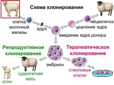 Пищевая летучесть: определение и механизмы образования