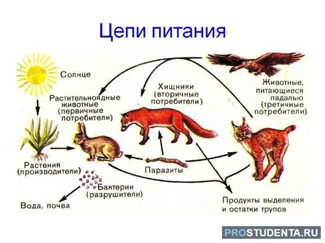 Пищевая цепь: как волк влияет на экосистему