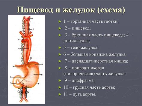 Пищевод и его функции