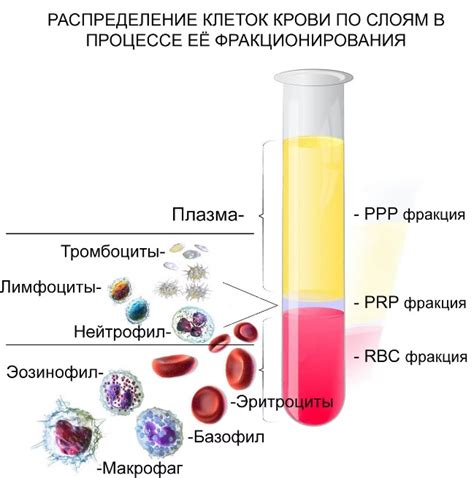 Плазма крови: основные характеристики